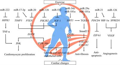 Exercise Mediates Heart Protection via Non-coding RNAs